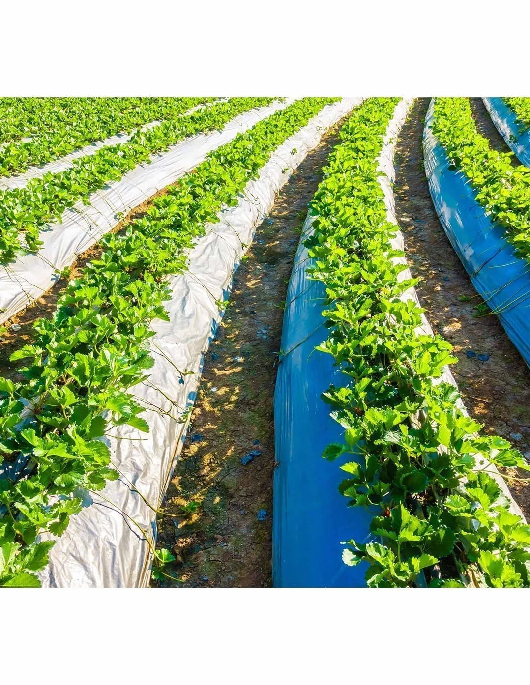 Jardin202 - Plástico para Agricultura y Obra- Transparente - 800 Galgas - DURASOL | 12x41 Metros -